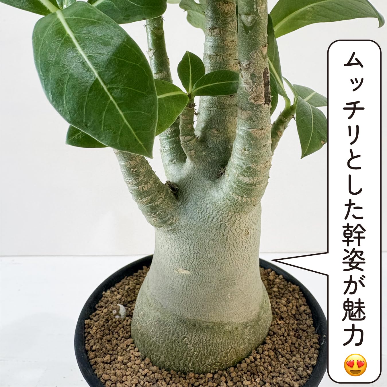 Amazon｜hananicoアデニウム アラビカム 3号 砂漠のバラ 塊根植物